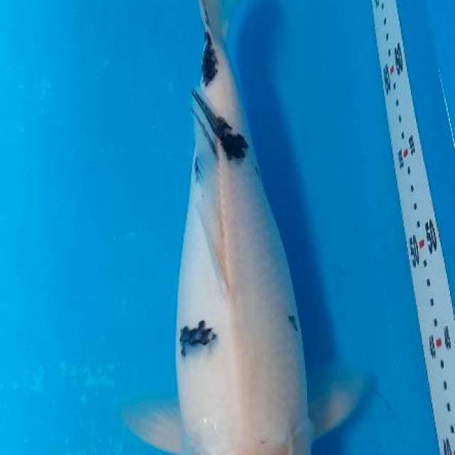 Tancho sanke 34cm