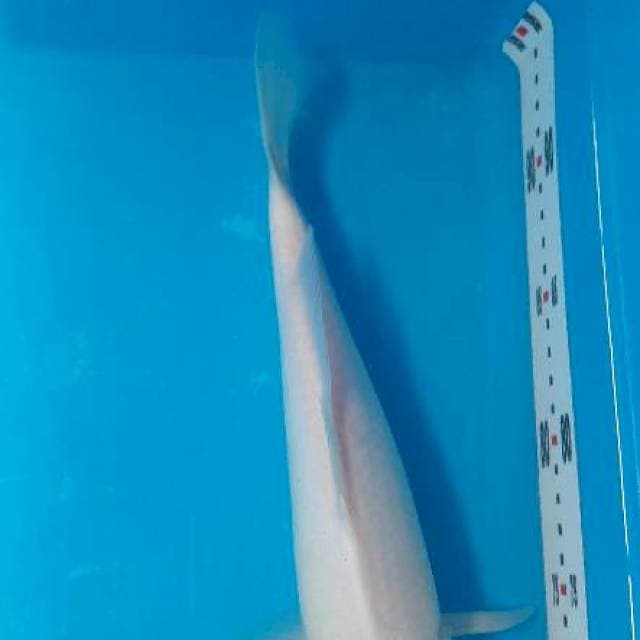 Tancho showa 29cm
