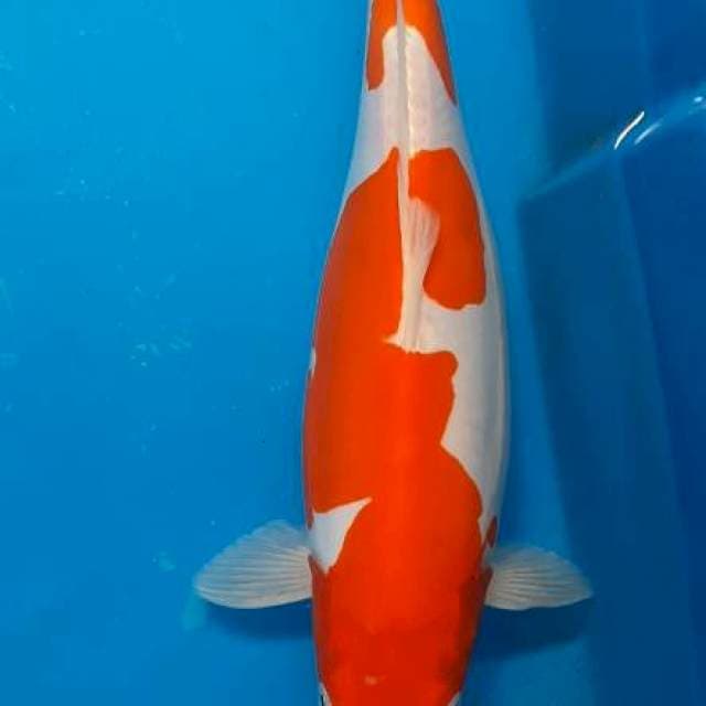 Kohaku doit murni 37cm