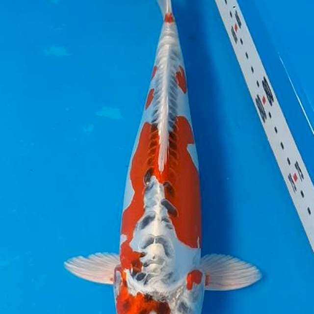 Kiko 26cm