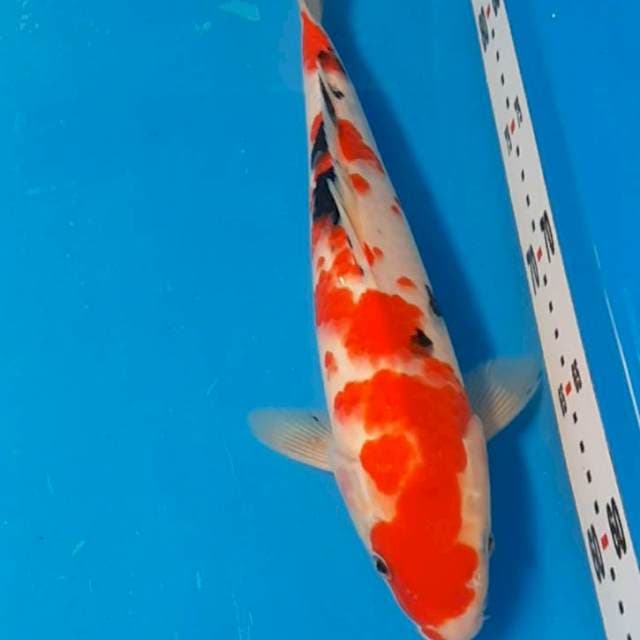 Sanke 28cm