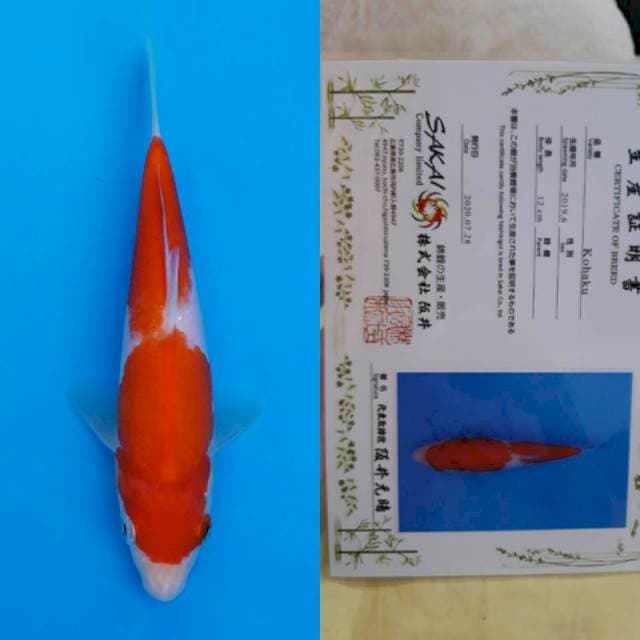 Sakai kohaku 16cm certy