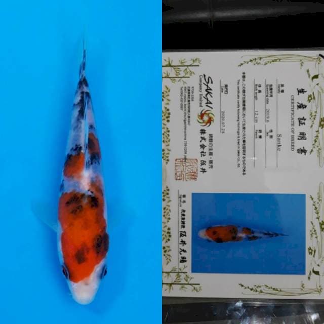 Sakai certy 13cm