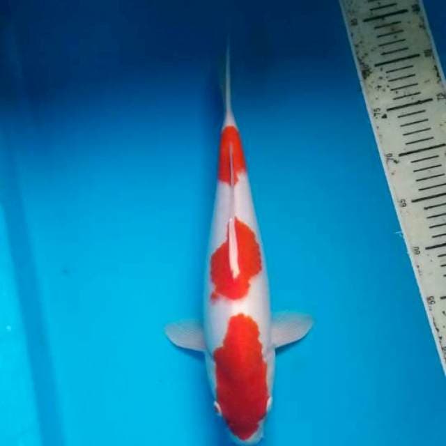 Kohaku 39cm ori