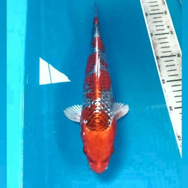 Kujaku, male 33 cm