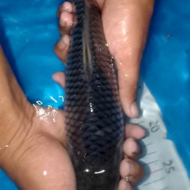 Penjinak
