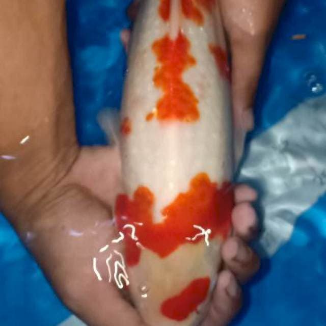Kohaku 40bu