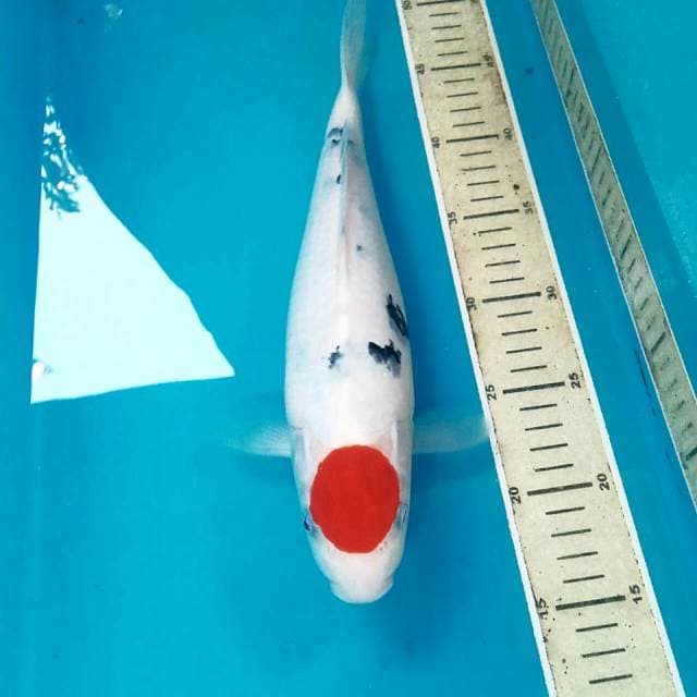 Tancho Sanke, 32 cm
