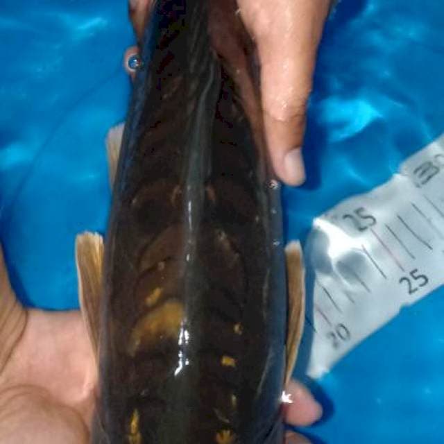 Penjinak aragoke male