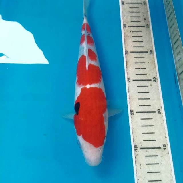 Sanke, 27 cm