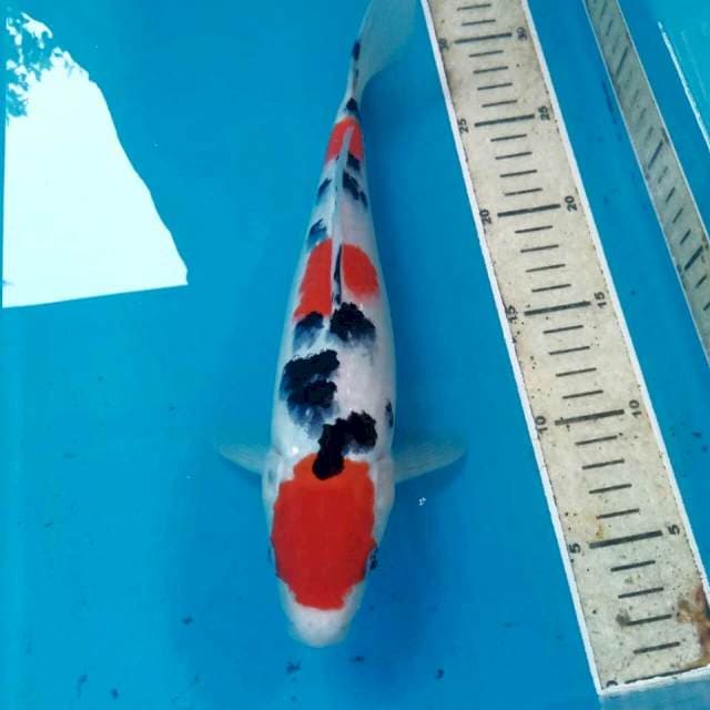 Sanke, 29 cm