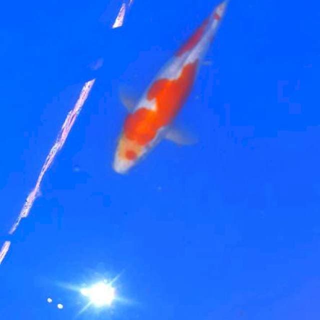 Kohaku 25cm