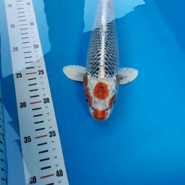 Kujaku hantu 34cm