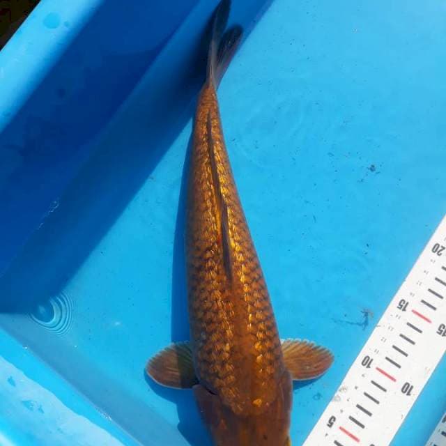 Chagoi full ginrin 37cm