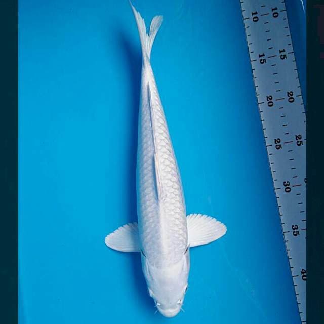 Platinum salju 35cm male