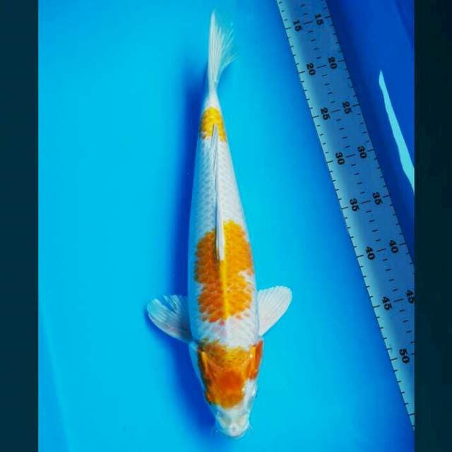 Hariwake step 40cm male