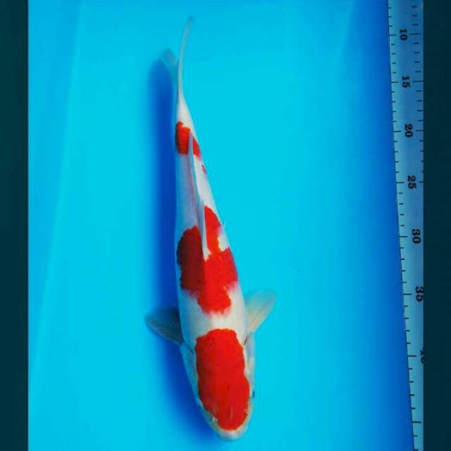 Strong kohaku 35cm male