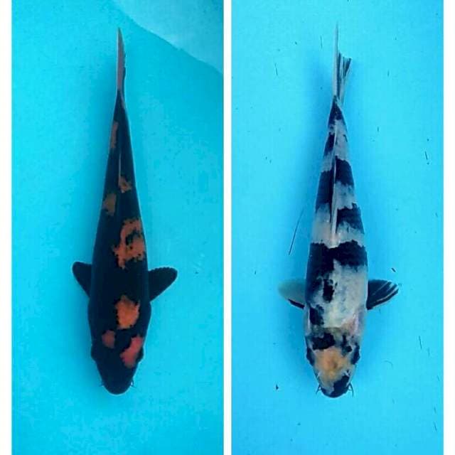 Duet utsuri - Donadoni hiu dan shiro 22-23cm