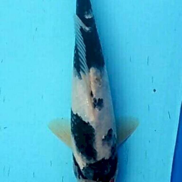 Gilsha - Tancho showa 26cm