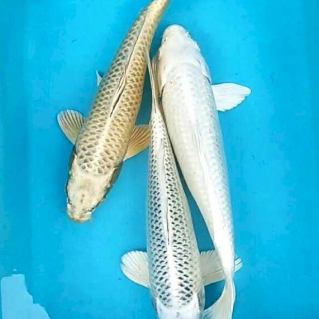 Trio ogon spc koleksi 28-31cm
