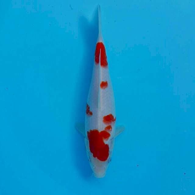Kohaku F1 Momotaro Non Serti