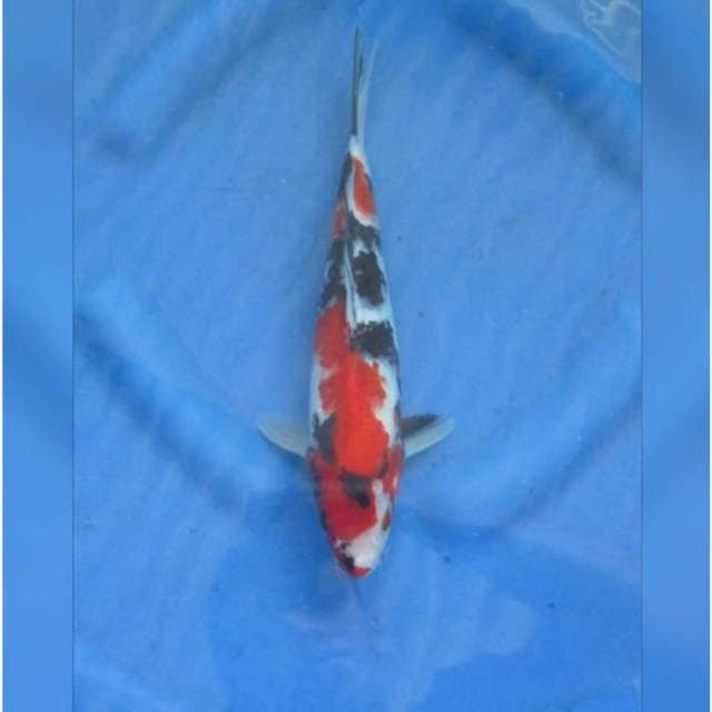 SHOWA SANSOKU