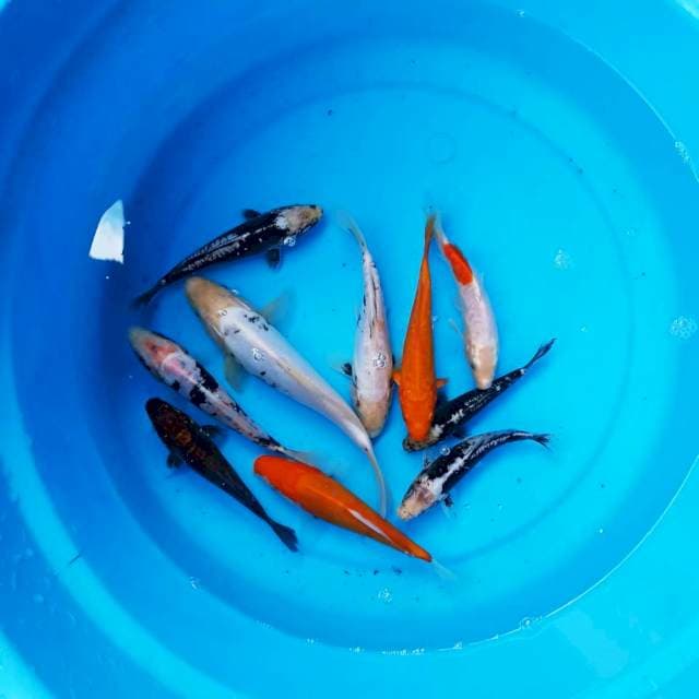 ND NGE NEWAE 13-21CM