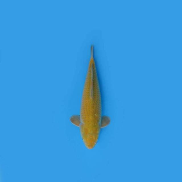 BKS ( KARASHI 49 CM )