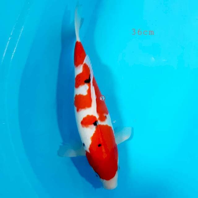Sanke strong 36 cm
