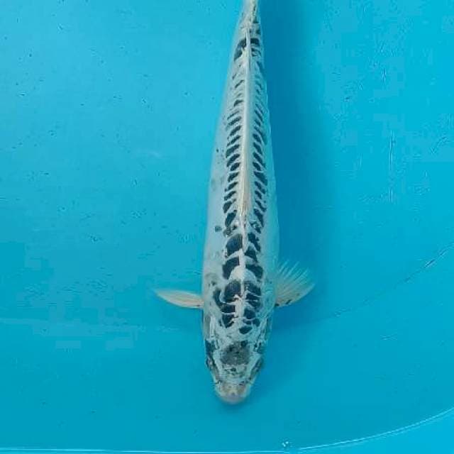Kawarimono ring rapi 34cm