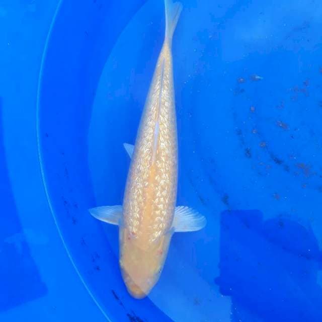 Karashi full ginrinsize 37cm