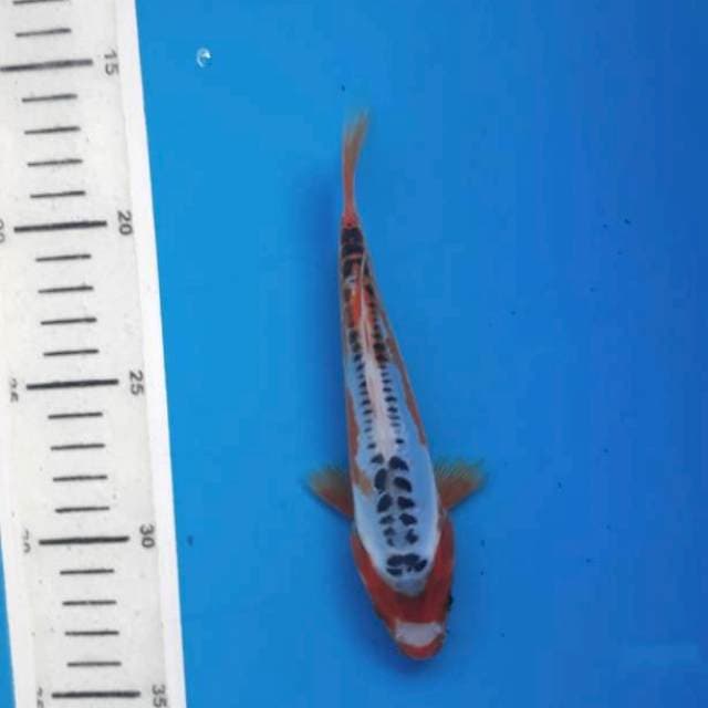 Sushui 17cm