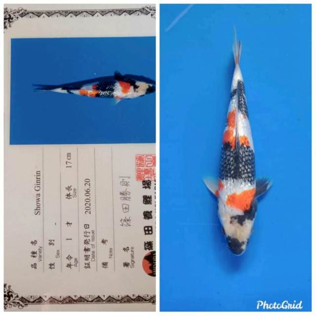 Ginrin showa tosai shinoda
