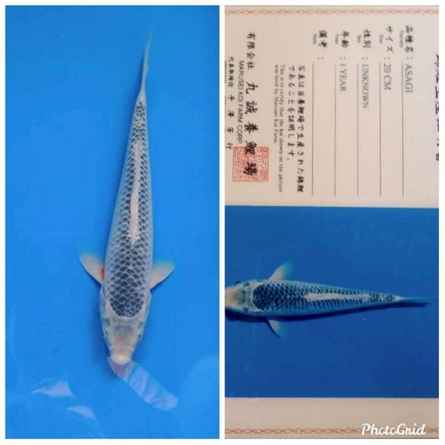 Asagi import marusei tosai