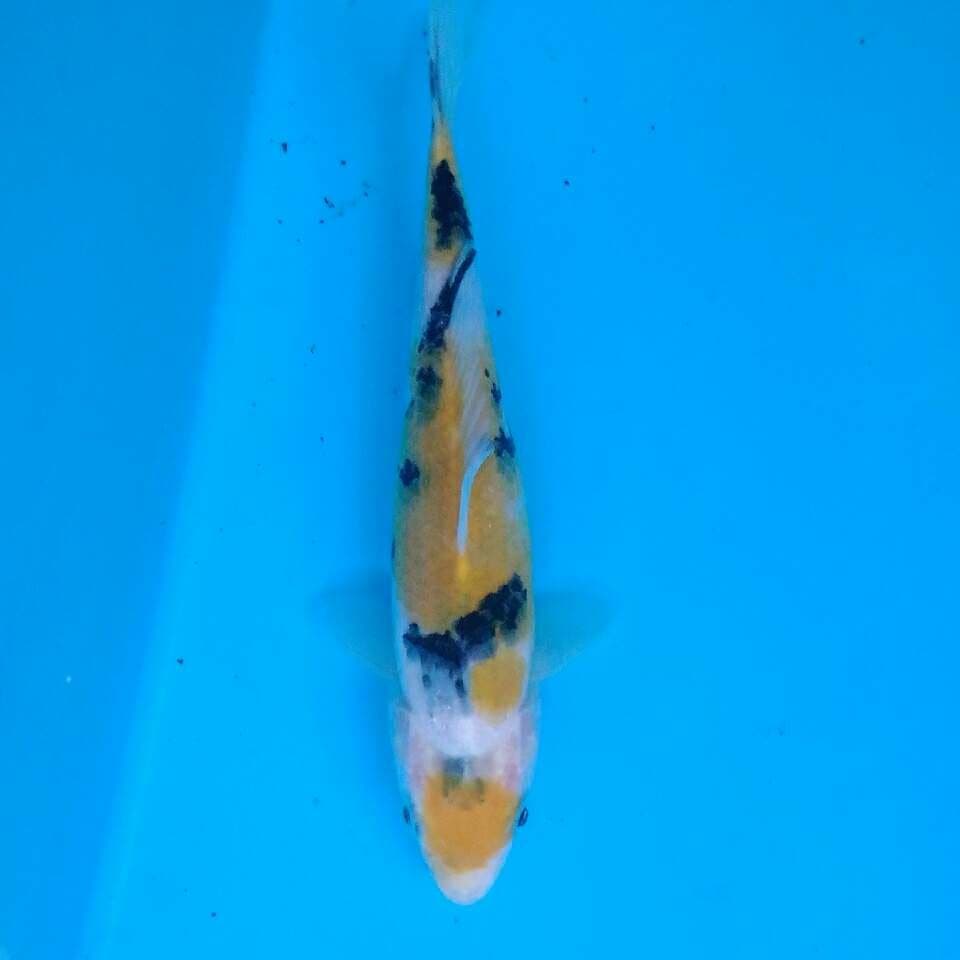 Maruten yellow sanke sisik 16 cm