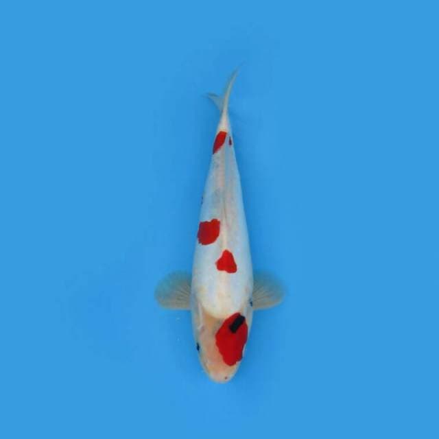 BKS ( SANKE MINIMALIS 37 CM )