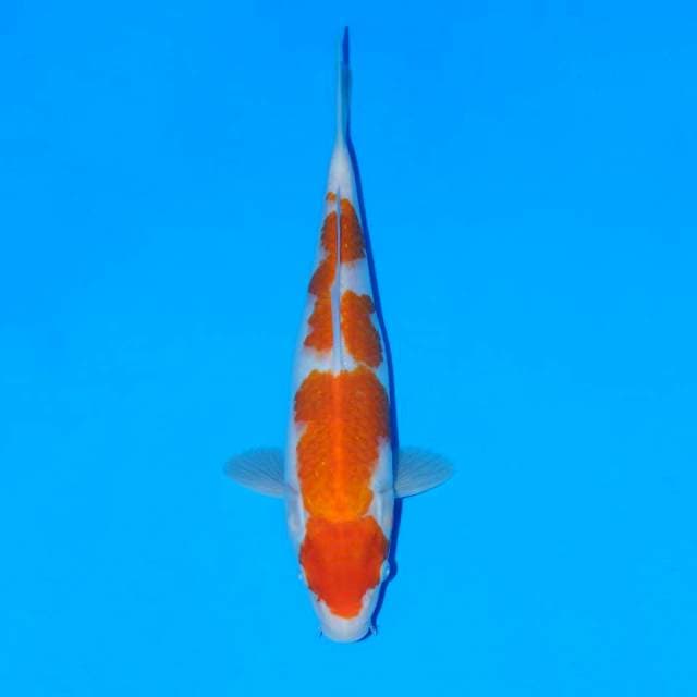 Kohaku pure white