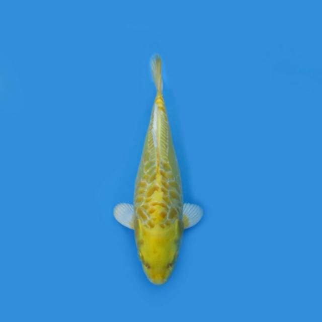 BKS ( OGON 29 CM )
