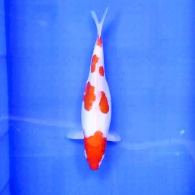 1. Kohaku Doitsu || 30 cm