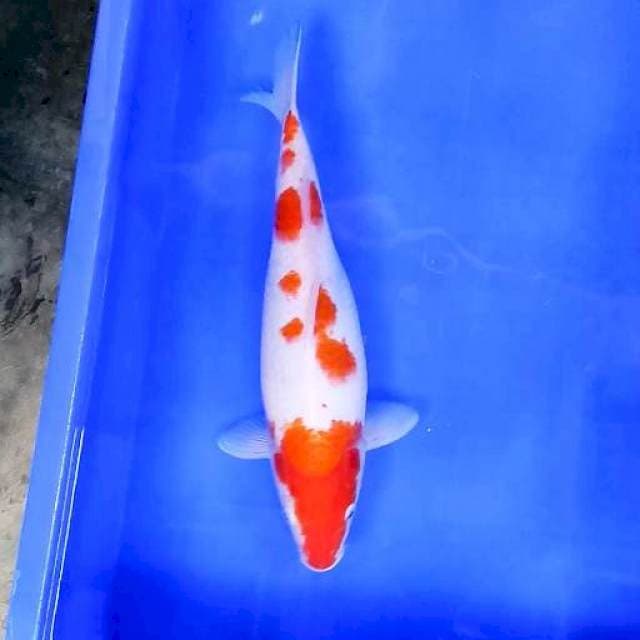 4. Kohaku || 34 cm