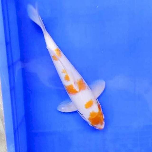 5. Hariwake || 35 cm || Jantan