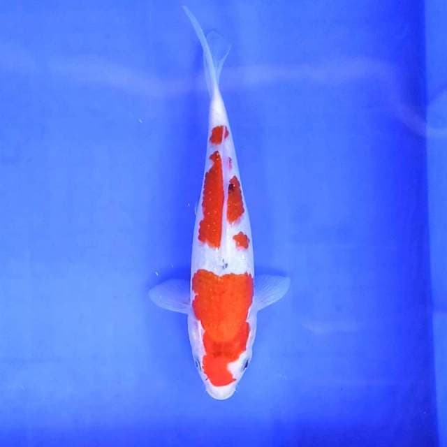 6. Sanke || 26 cm
