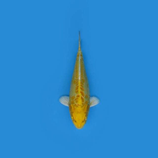 BKS ( OGON 31 CM )