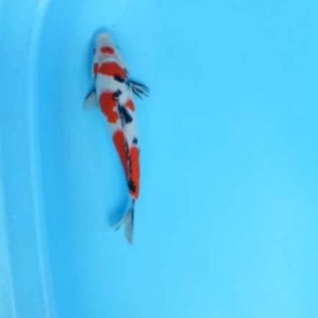 Sanke maruten 32cm cantik