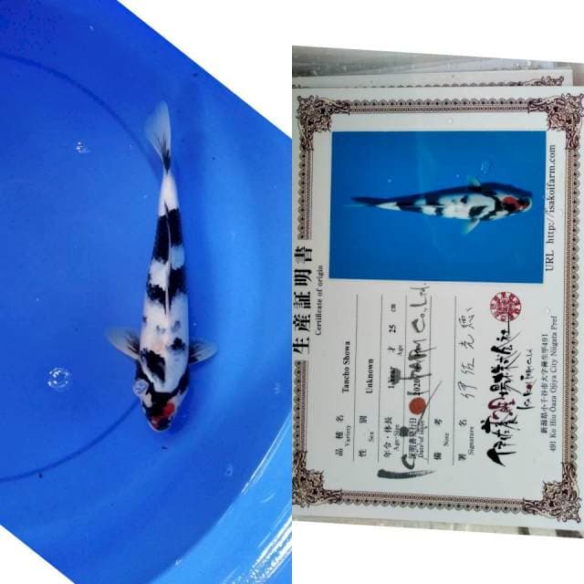 Tancho showa isa serti