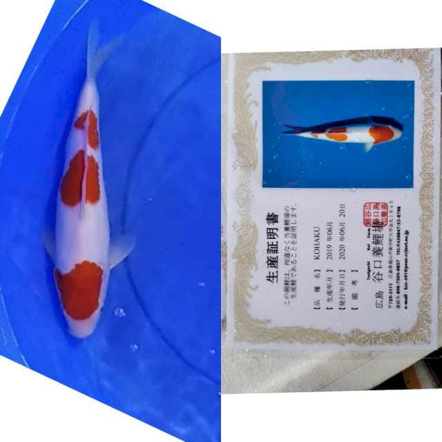 Kohaku taniguchi serti