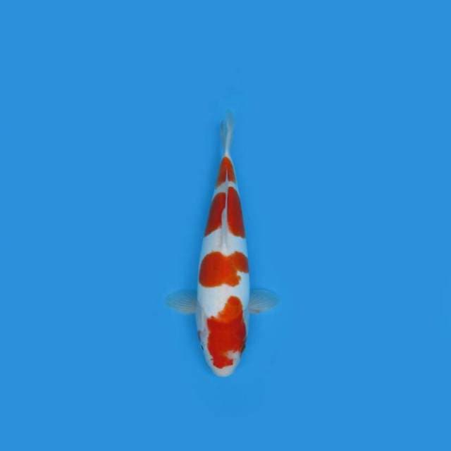 BKS ( KOHAKU DOIT 41 CM )