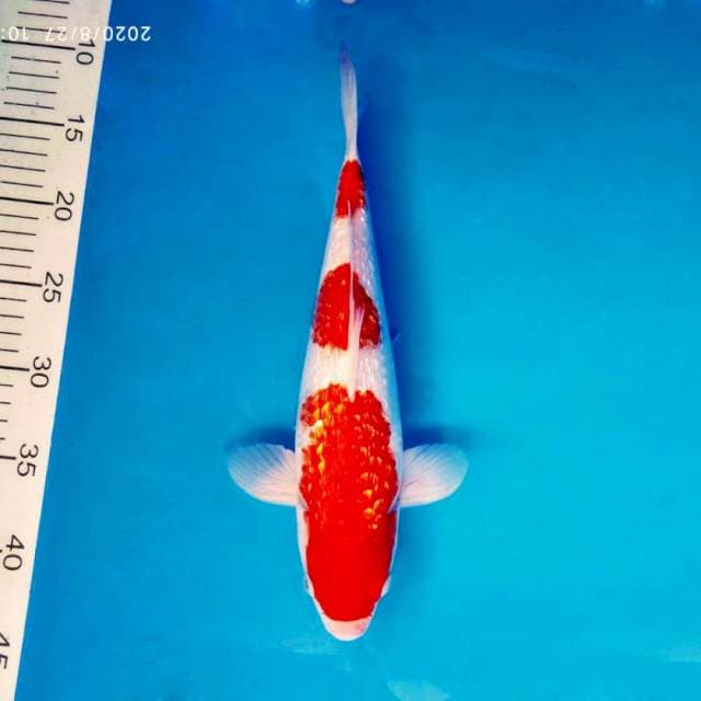HIDEKI 5 - KOHAKU GIN RIN ®
