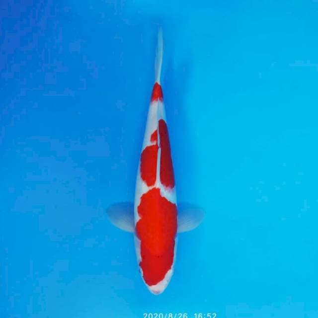 HIDEKI 6 - KOHAKU 3 STEPS ®