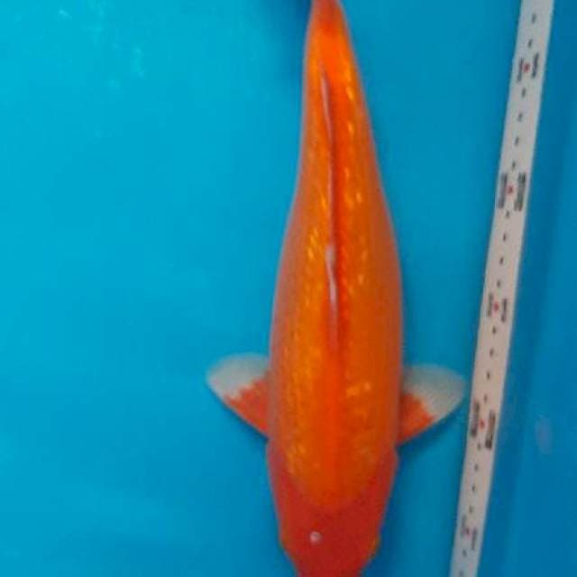 Benigoi Gindrin 33cm